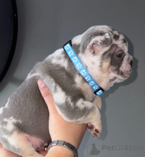 Photo №2 to announcement № 167820 for the sale of  - buy in Belgium from nursery