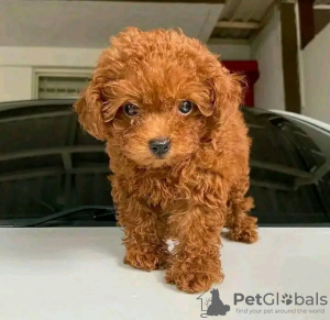 Photo №3. Beautiful poodle puppies Business WhatsApp 37256062792. Finland