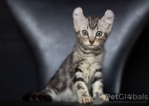 Photo №1. american curl - for sale in the city of Амстердам | negotiated | Announcement № 83463