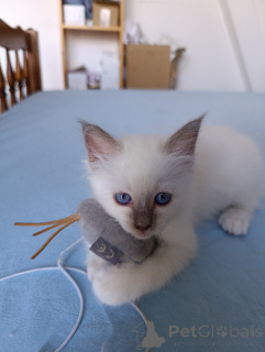 Photo №1. birman - for sale in the city of Brussels | Is free | Announcement № 172025