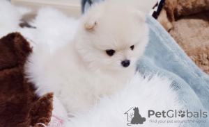 Photo №2 to announcement № 8784 for the sale of pomeranian - buy in Netherlands 
