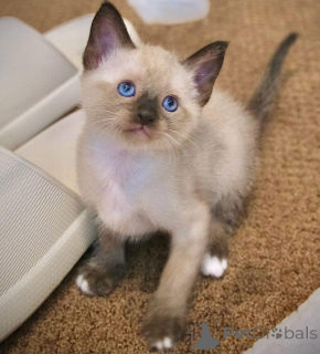 Photo №4. I will sell ragdoll in the city of Франкфурт-на-Майне.  - price - negotiated