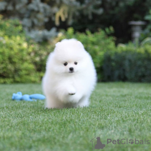 Photo №4. I will sell pomeranian in the city of Штутгарт. private announcement - price - 380$