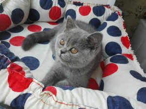 Photo №2 to announcement № 1373 for the sale of british shorthair - buy in Russian Federation private announcement
