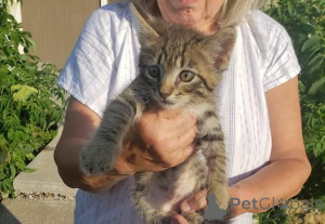 Photo №2 to announcement № 148696 for the sale of scottish fold - buy in United States 