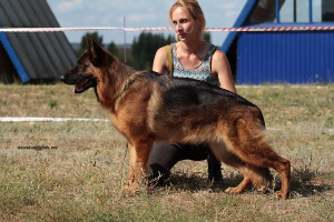 Photo №1. german shepherd - for sale in the city of Saratov | Negotiated | Announcement № 3074