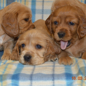 Photo №3. Charming English Cocker Spaniel girl puppies for sale.. Russian Federation
