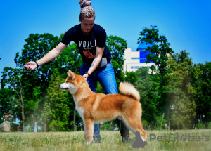 Photo №3. Akita Inu Boy (Hachiko). Belarus