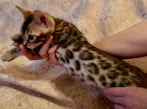 Photo №1. bengal cat - for sale in the city of St. Petersburg | 483$ | Announcement № 1294