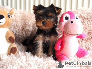 Photo №1. yorkshire terrier - for sale in the city of Eš | Is free | Announcement № 98091