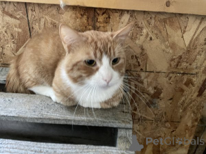 Photo №1. american shorthair - for sale in the city of Kenosha | 700$ | Announcement № 138598