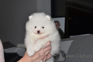 Photo №4. I will sell pomeranian in the city of St. Petersburg.  - price - 317$