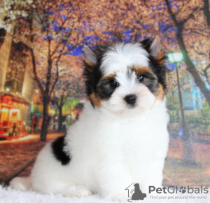 Photo №2 to announcement № 10328 for the sale of beaver yorkshire terrier - buy in Belarus 