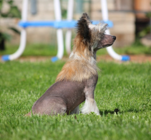Photo №2 to announcement № 3369 for the sale of chinese crested dog - buy in Russian Federation from nursery