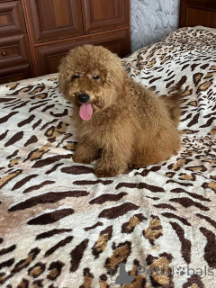 Photo №1. poodle (toy) - for sale in the city of Kiev | 1239$ | Announcement № 157862