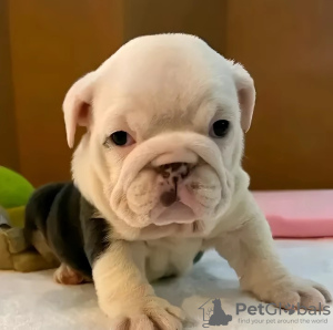 Photo №2 to announcement № 126594 for the sale of english bulldog - buy in Sweden 