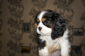 Photo №4. I will sell cavalier king charles spaniel in the city of Minsk. private announcement - price - 600$