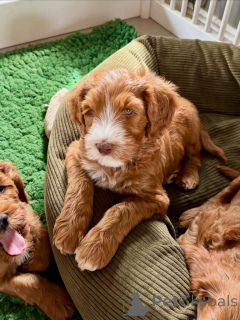 Photo №2 to announcement № 174900 for the sale of labradoodle - buy in France private announcement