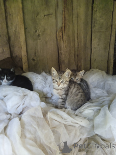 Photo №2 to announcement № 176218 for the sale of  - buy in Belarus private announcement