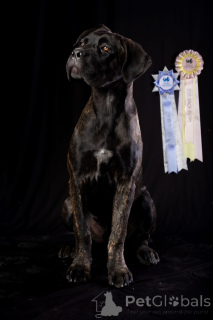 Photo №2 to announcement № 150213 for the sale of cane corso - buy in Romania breeder