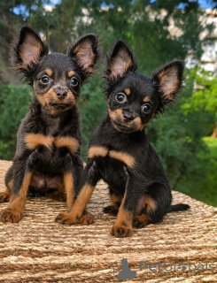Photo №2 to announcement № 174369 for the sale of russkiy toy - buy in Israel from nursery, breeder