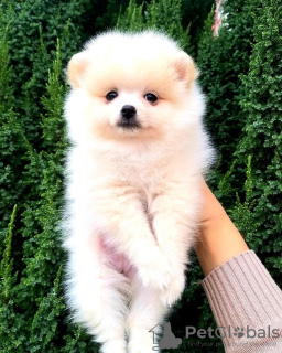 Photo №1. pomeranian - for sale in the city of Amberg | 1560$ | Announcement № 30205