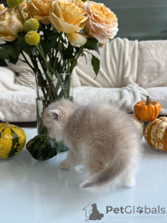 Photo №3. Purebred Golden Cream British Shorthair Kitten Adorable Teddy-Bear Face. Netherlands