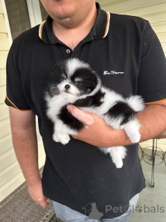Photo №1. pomeranian - for sale in the city of Warsaw | negotiated | Announcement № 163386