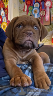 Photo №1. dogue de bordeaux - for sale in the city of Niksic | negotiated | Announcement № 124354