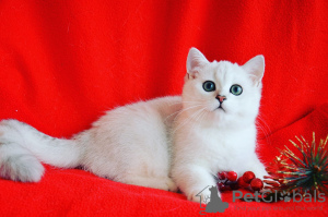 Photo №1. british shorthair - for sale in the city of Nikolaev | 1000$ | Announcement № 8327