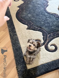 Photo №4. I will sell yorkshire terrier in the city of Tbilisi. private announcement - price - 500$