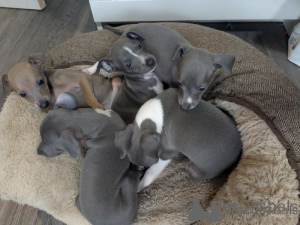 Photo №2 to announcement № 158356 for the sale of italian greyhound - buy in Switzerland 
