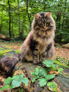 Photo №2 to announcement № 163021 for the sale of norwegian forest cat - buy in Norway breeder