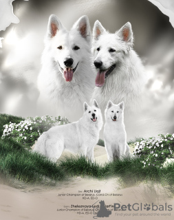 Photo №1. berger blanc suisse - for sale in the city of Minsk | negotiated | Announcement № 61151
