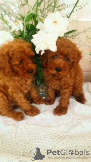 Photo №1. poodle (toy) - for sale in the city of Tiraspol | 1183$ | Announcement № 11927