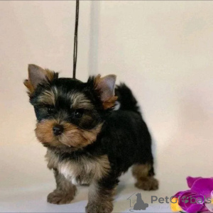 Photo №1. beaver yorkshire terrier - for sale in the city of Tennessee City | 650$ | Announcement № 166142
