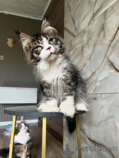 Photo №1. maine coon - for sale in the city of Kassel | negotiated | Announcement № 169923