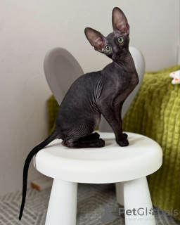 Photo №1. cornish rex - for sale in the city of Berlin | negotiated | Announcement № 164283
