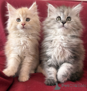 Photo №1. maine coon - for sale in the city of Münsingen | 465$ | Announcement № 166309