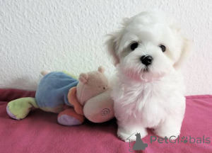 Photo №1. maltese dog - for sale in the city of Aachen | negotiated | Announcement № 167703