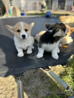 Photo №1. welsh corgi - for sale in the city of Bačka Topola | 1374$ | Announcement № 126742