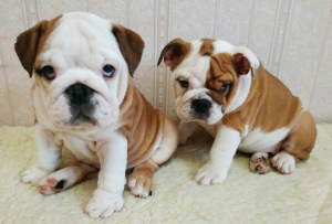Photo №1. english bulldog - for sale in the city of Vitebsk | negotiated | Announcement № 3624
