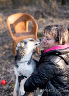 Photo №4. I will sell non-pedigree dogs in the city of Москва.  - price - Is free