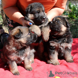 Photo №2 to announcement № 75855 for the sale of german shepherd - buy in France from nursery