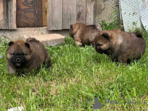 Photo №3. Chow Chow puppies. Serbia