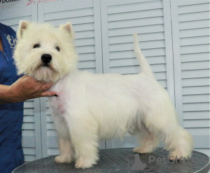 Photo №2 to announcement № 68882 for the sale of west highland white terrier - buy in Russian Federation private announcement, from nursery, breeder