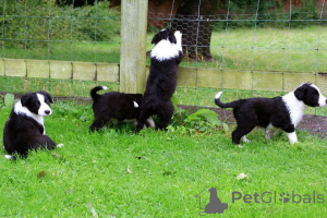 Photo №3. Border Collie Puppies. Sweden