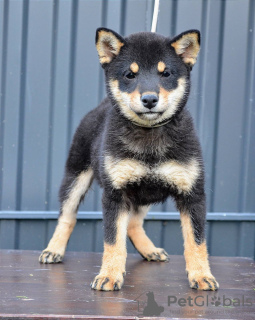 Photo №4. I will sell shiba inu in the city of Belgrade. breeder - price - negotiated