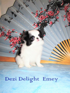 Photo №1. japanese chin - for sale in the city of Москва | 1102$ | Announcement № 5102