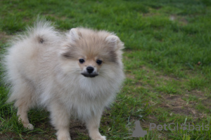 Photo №1. pomeranian - for sale in the city of Москва | 391$ | Announcement № 47837